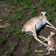 Image for article titled Over 120,000 Saiga Antelopes Have Inexplicably Died Since Mid-May